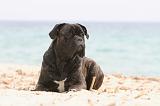 CANE CORSO 610